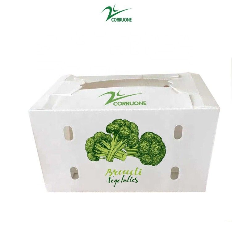Aanpassen milieuvriendelijke golfvormige plastic doos voor broccoli en maïs doos correx maïs broccoli en landbouw verpakking