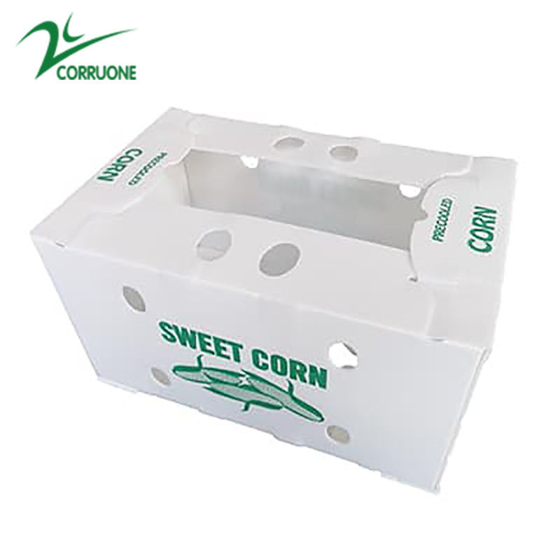 Correx Fruit Box PP gegolfde plastic doos voor groenten en landbouw verpakkingsdoos