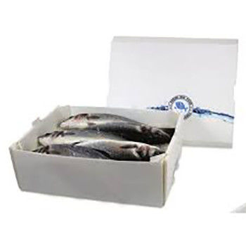 Corruone PP polypropyleen 5 KG & 10 KG Custom waterdicht Bevroren vlees of vis verpakkingsdozen golfmatig plastic visdoos