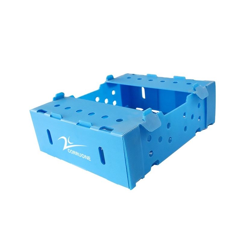 5mm 6mm Correx pp Plastic Dozen voor Vruchten en Groenten