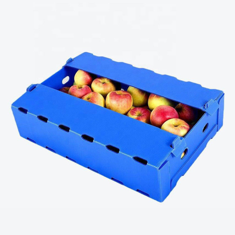 5mm 6mm Correx pp Plastic Dozen voor Vruchten en Groenten