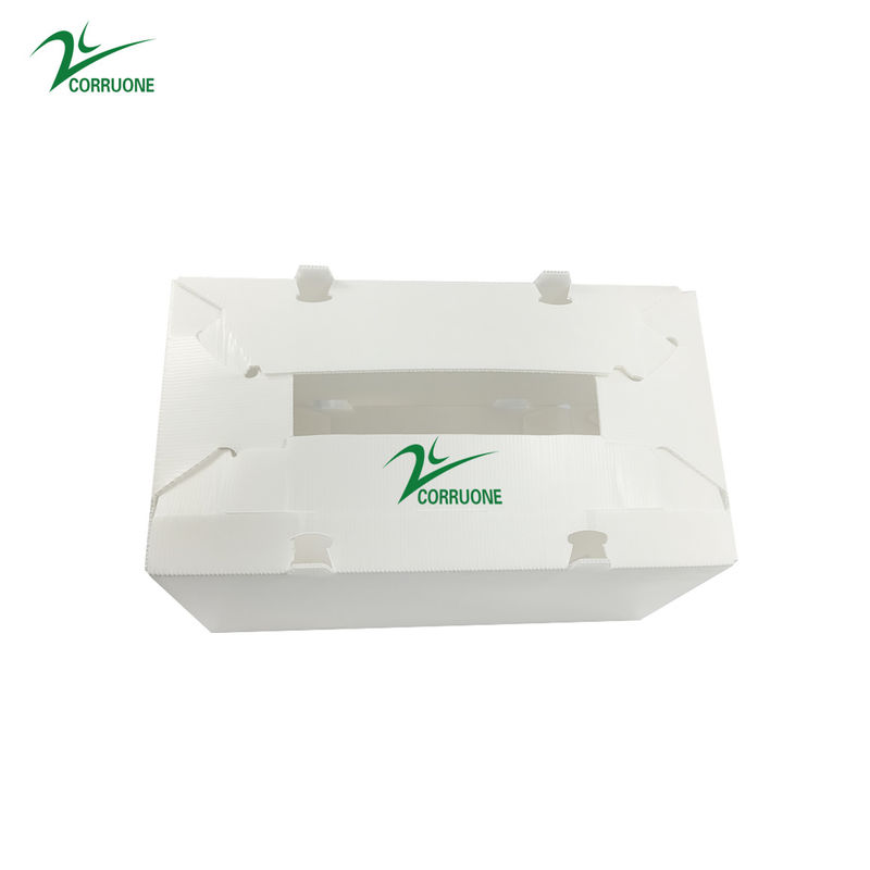 Spinazie Golf Plastic Opbrengsdozen 2mm Corflute-Opslagdozen