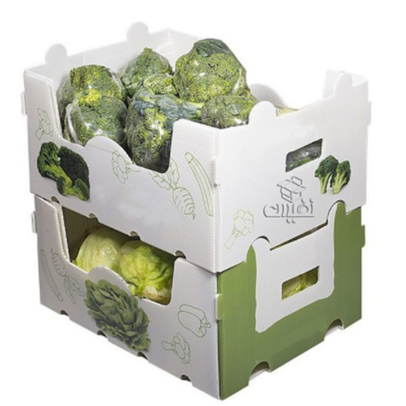 PP-gegolfde plastic doos voor groenten en fruit Doos Maïsbroccoli en landbouw Verpakkingsdoos