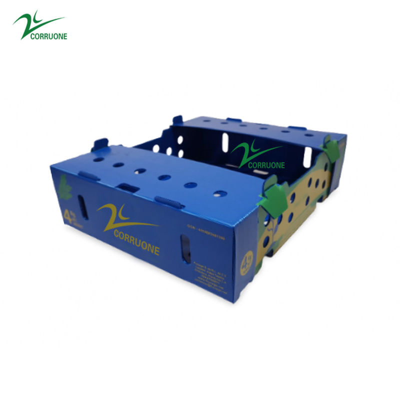 Zwarte Golfdozen Golf Plastic de Opslagcontainers van Corriflute Fruit