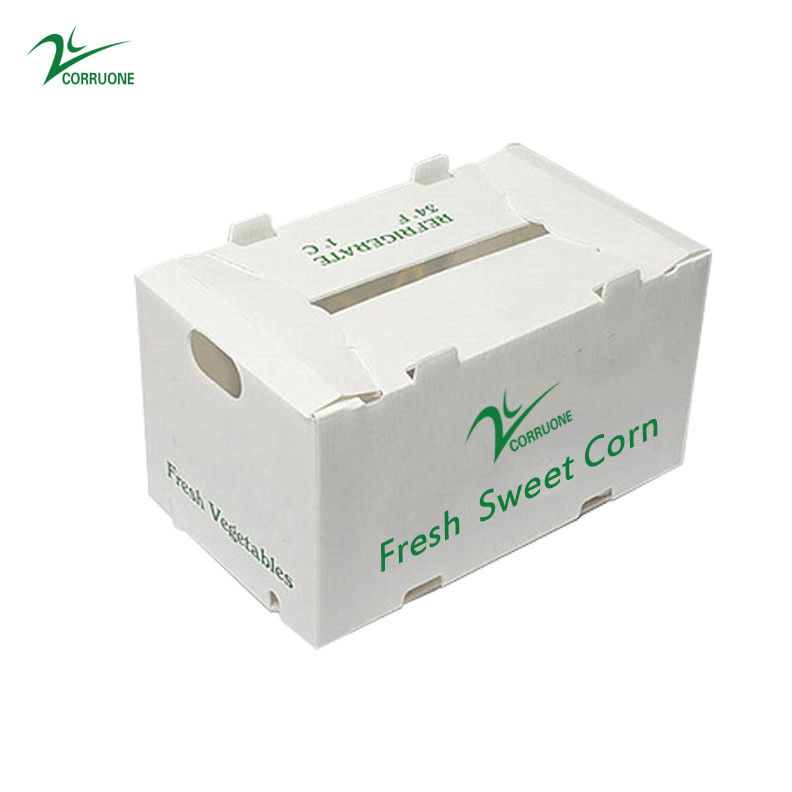 Correx Fruit Box PP gegolfde plastic doos voor groenten en landbouw verpakkingsdoos
