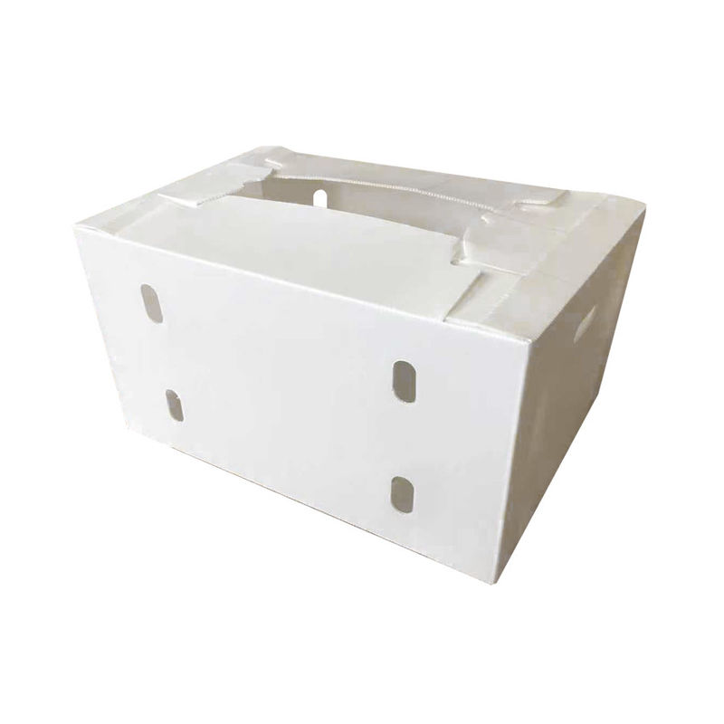 Correx Fruit Box PP gegolfde plastic doos voor groenten en landbouw verpakkingsdoos