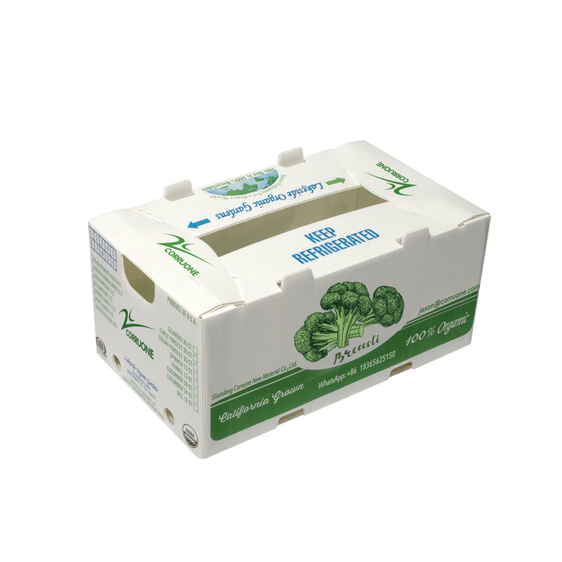 OEM-fabriek produceren PP plastic gegolfde doos voor verse zoete maïs broccoli aubergine gember doos