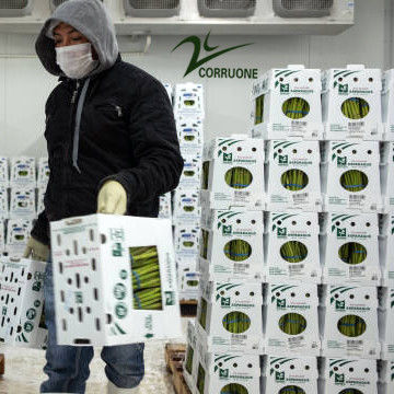 maatwerk Opvouwbare kleurrijke PP Plastic Correx Corflute Coroplast Recycle Groenten Fruit Storage Dozen