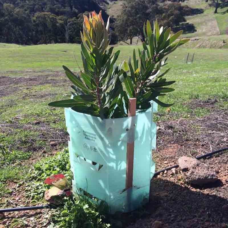 Pp Golf Plastic de Boomstambeschermers van Corflute Plastic Tree van de Boomwacht